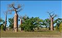 Baobabs bouteilles en arrivant sur Belo-sur-mer. (5)