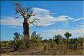 Baobabs bouteilles en arrivant sur Belo-sur-mer. (8)
