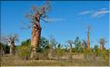 Baobabs bouteilles en arrivant sur Belo-sur-mer. (9)