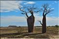 Baobabs bouteilles en arrivant sur Belo-sur-mer. (10)