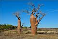 Baobabs bouteilles en arrivant sur Belo-sur-mer. (13)