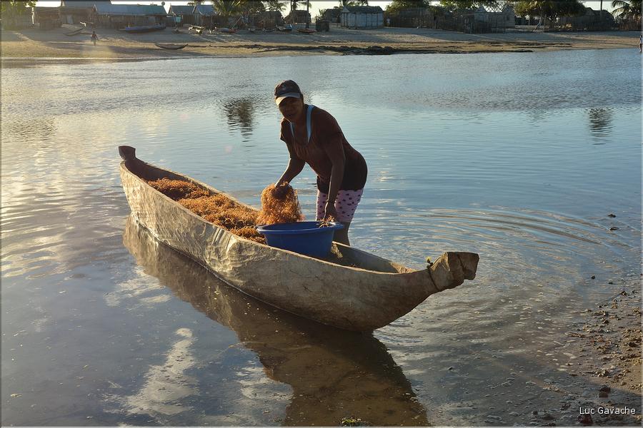 En plus de la pêche, les habitants de Menaky, cultivent des algues destinées à l'exportation. (6)