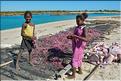 En plus de la pêche, les habitants de Menaky, cultivent des algues destinées à l'exportation. (7) Ici phase de sêchage