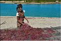 En plus de la pêche, les habitants de Menaky, cultivent des algues destinées à l'exportation. (10) Ici phase de sêchage