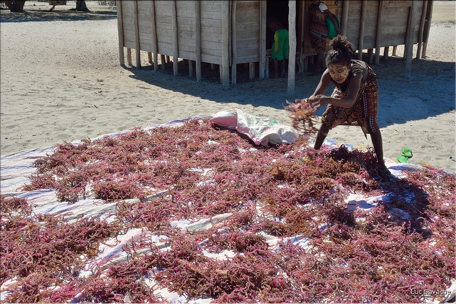 En plus de la pêche, les habitants de Menaky, cultivent des algues destinées à l'exportation. (12) Ici phase de sêchage