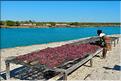 En plus de la pêche, les habitants de Menaky, cultivent des algues destinées à l'exportation. (16) Ici phase de sêchage