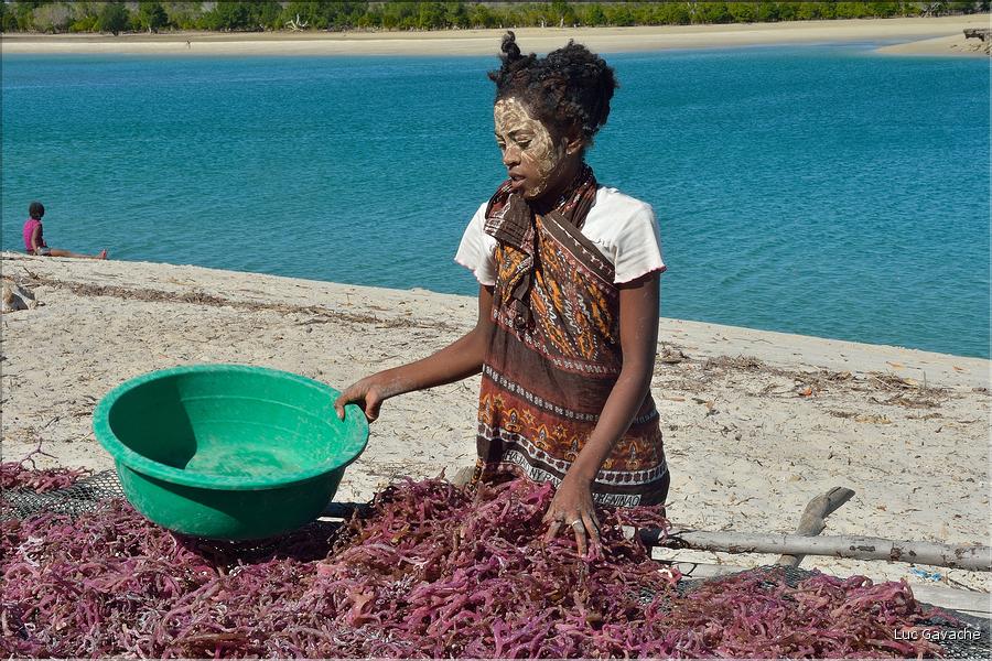 En plus de la pêche, les habitants de Menaky, cultivent des algues destinées à l'exportation. (21) Ici phase de sêchage