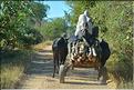 Le long de la piste Manja - Morombe. (3)