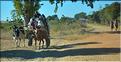 Le long de la piste Manja - Morombe. (8)