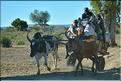 Le long de la piste Manja - Morombe. (9)
