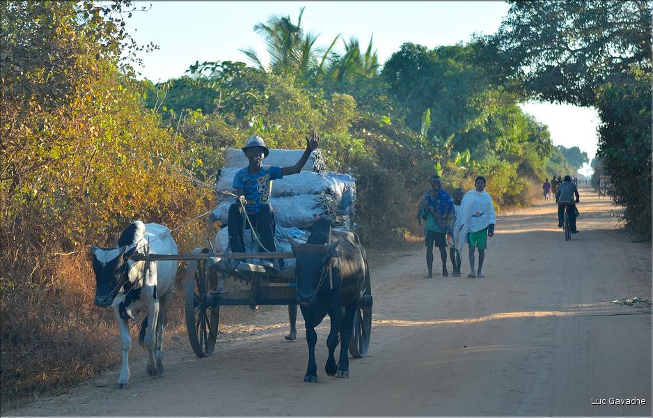 Dans les environs de Morondava. (3)