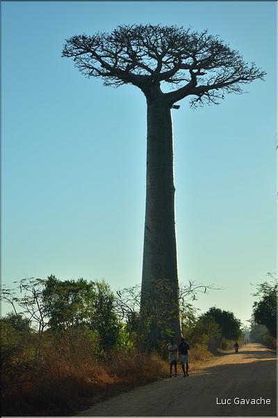Dans les environs de Morondava. (5)