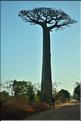 Dans les environs de Morondava. (5)