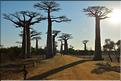 La mythique allée des baobabs au petit matin. (1)