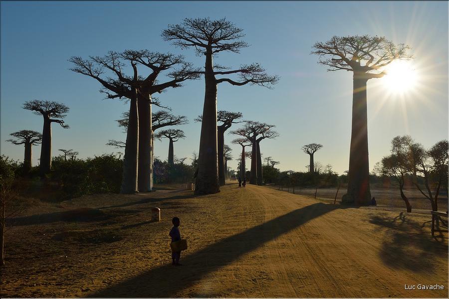 La mythique allée des baobabs au petit matin. (2)