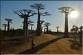 La mythique allée des baobabs au petit matin. (2)