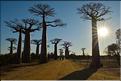La mythique allée des baobabs au petit matin. (3)