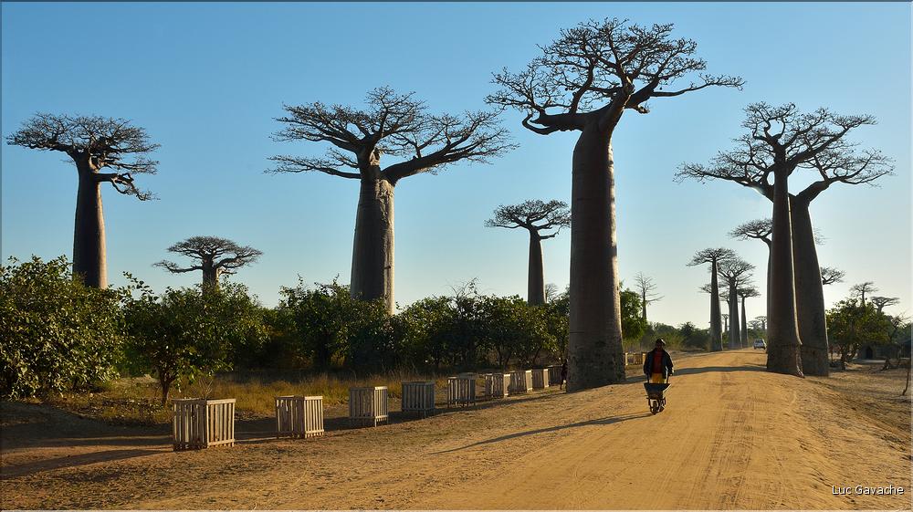 La mythique allée des baobabs au petit matin. (4)