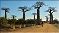 La mythique allée des baobabs au petit matin. (4)