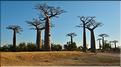 La mythique allée des baobabs au petit matin. (5)