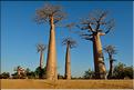 La mythique allée des baobabs au petit matin. (6)