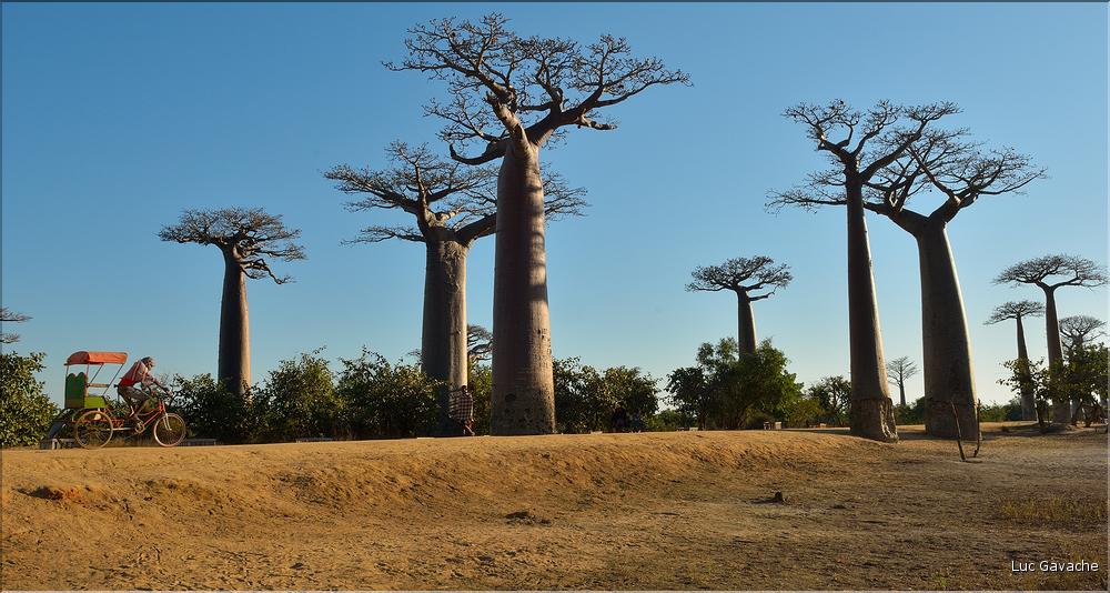 La mythique allée des baobabs au petit matin. (7)