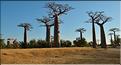 La mythique allée des baobabs au petit matin. (7)