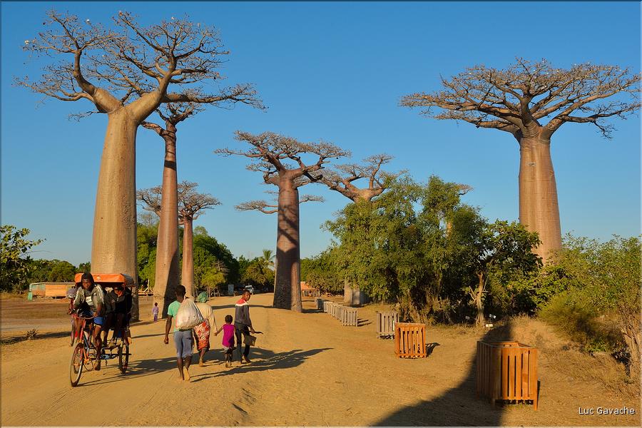 La mythique allée des baobabs au petit matin. (8)