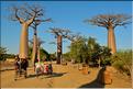 La mythique allée des baobabs au petit matin. (8)