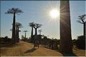 La mythique allée des baobabs au petit matin. (9)