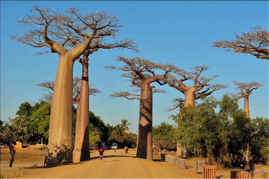 La mythique allée des baobabs au petit matin. (10)