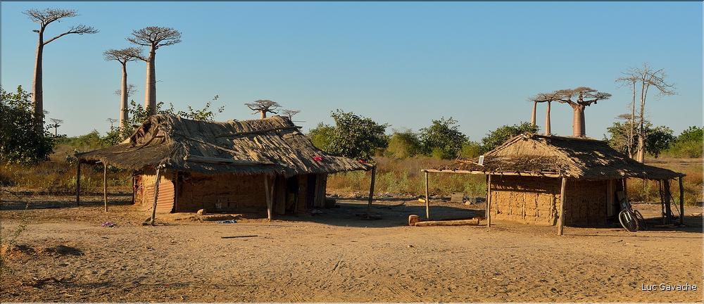 La mythique allée des baobabs au petit matin. (11)
