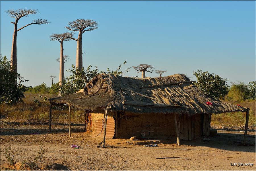 La mythique allée des baobabs au petit matin. (13)