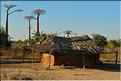 La mythique allée des baobabs au petit matin. (13)