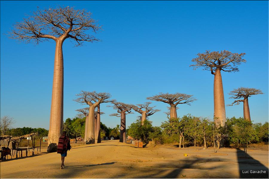 La mythique allée des baobabs au petit matin. (14)