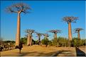 La mythique allée des baobabs au petit matin. (14)