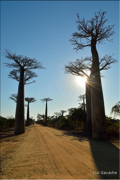 La mythique allée des baobabs au petit matin. (15)
