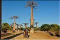 La mythique allée des baobabs au petit matin. (16)