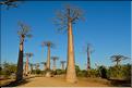 La mythique allée des baobabs au petit matin. (17)