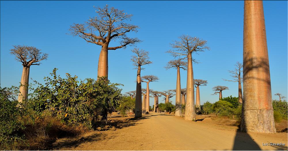 La mythique allée des baobabs au petit matin. (18)