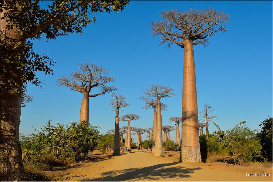 La mythique allée des baobabs au petit matin. (19)