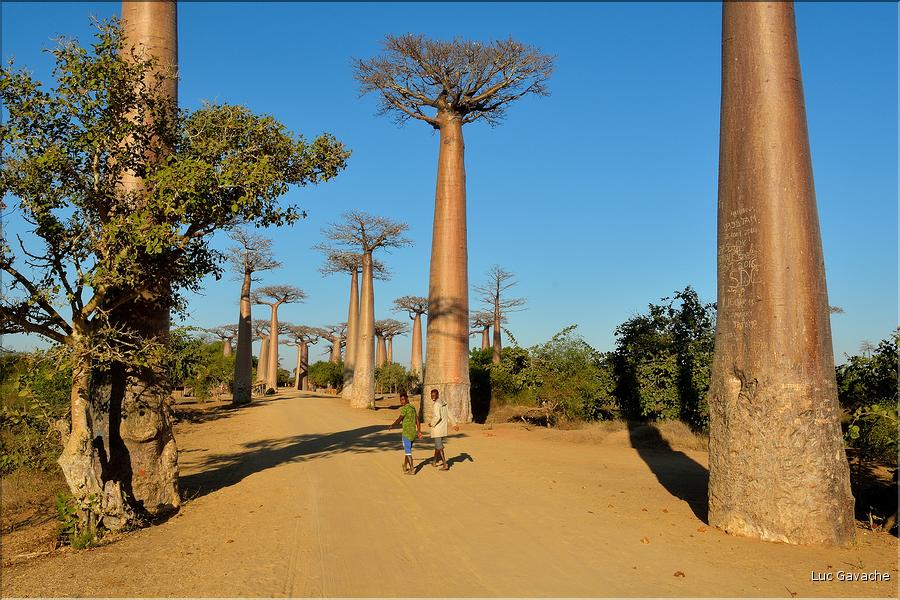 La mythique allée des baobabs au petit matin. (20)