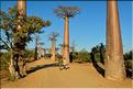 La mythique allée des baobabs au petit matin. (20)
