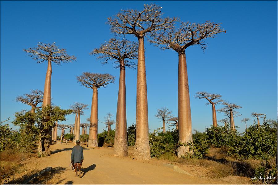 La mythique allée des baobabs au petit matin. (21)