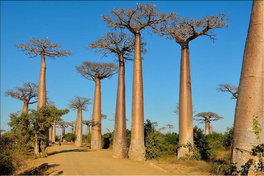 La mythique allée des baobabs au petit matin. (22)