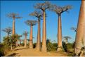 La mythique allée des baobabs au petit matin. (22)