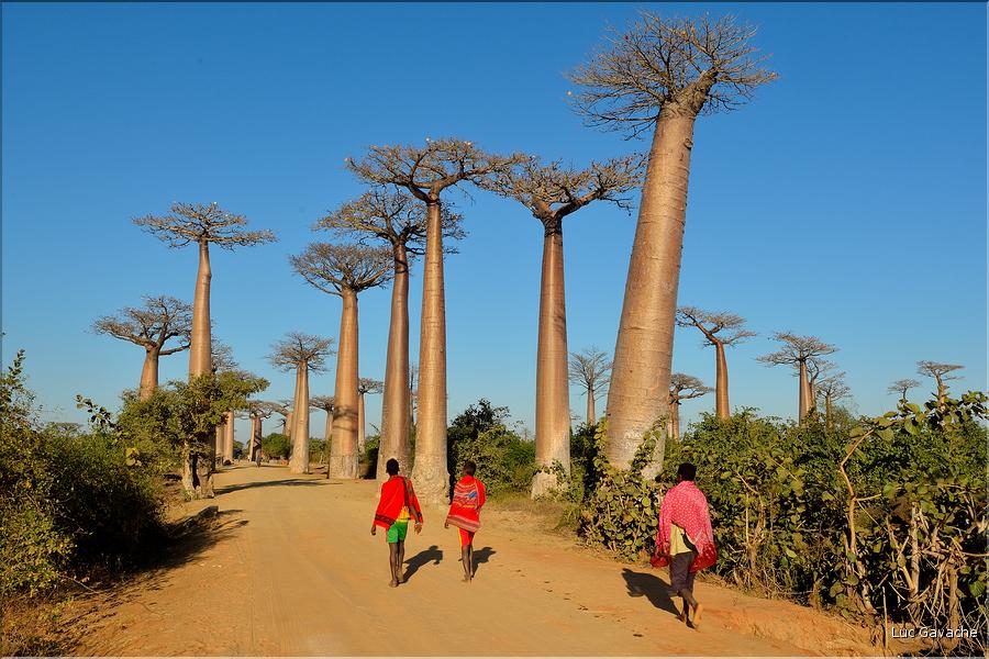 La mythique allée des baobabs au petit matin. (23)