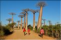 La mythique allée des baobabs au petit matin. (23)