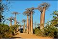 La mythique allée des baobabs au petit matin. (24)