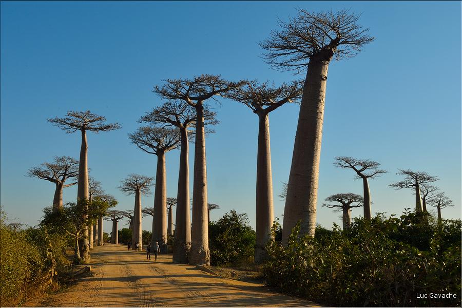 L'Allée des baobabs en fin de journée. (1)